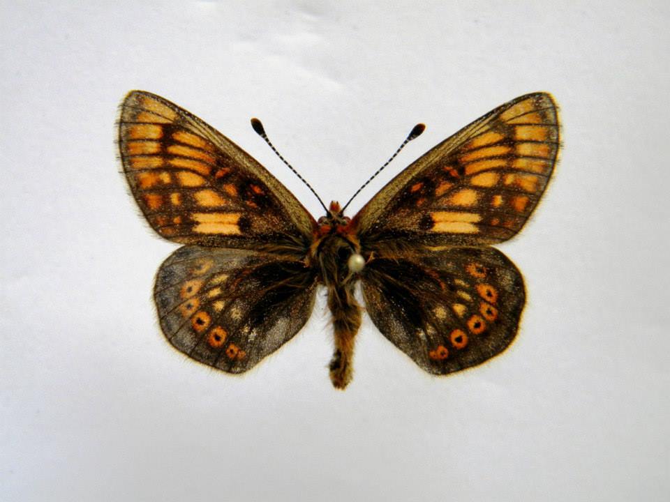 Euphydryas aurinia (cold shock abberant) 2 (Internet Image property of respective owner, non-commercial use only)